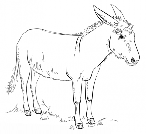 Donkey coloring page image