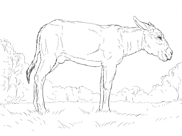 Donkey coloring page image