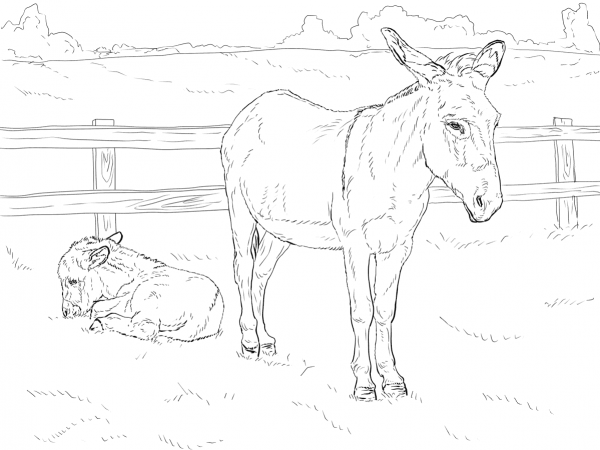 Donkey with Baby coloring page image