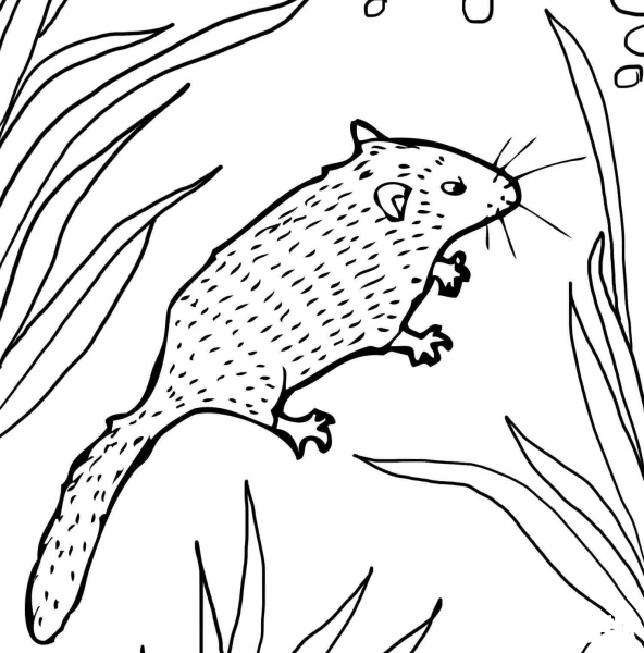 Dormouse coloring page image