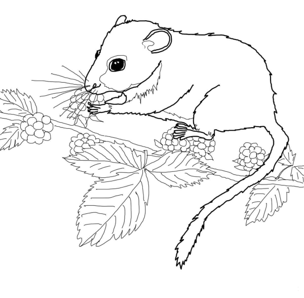 Dormouse Eating Berries coloring page image