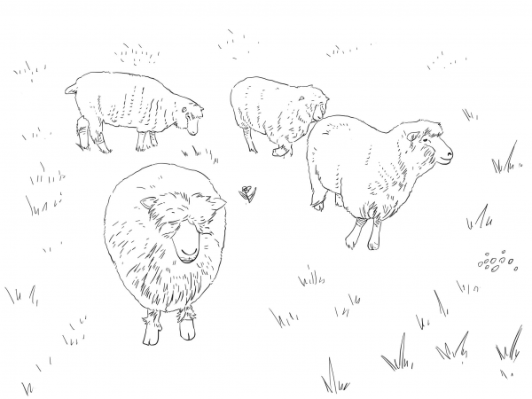 Dorset Sheep coloring page image