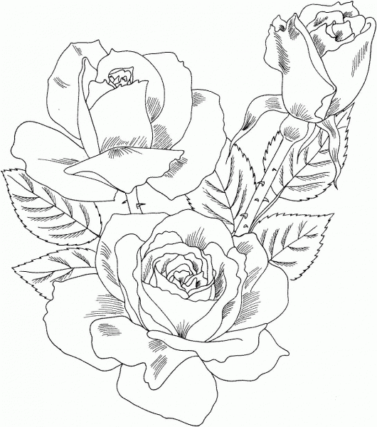Double Delight Hybrid Tea Rose coloring page image