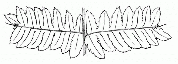 Double Fern Leaf coloring page image