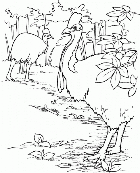 Double Wattled Cassowary Birds coloring page image