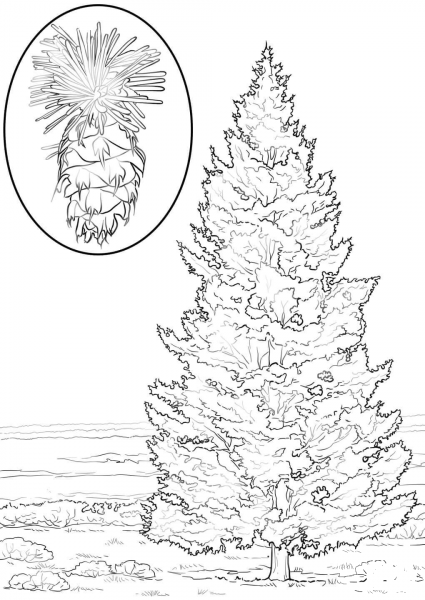 Douglas Fir coloring page image