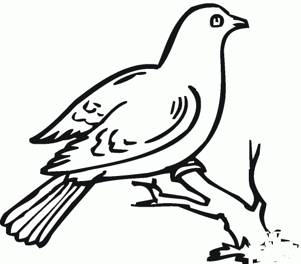 Dove On A Branch coloring page image