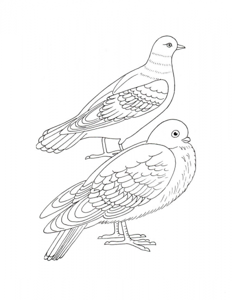 Doves coloring page image