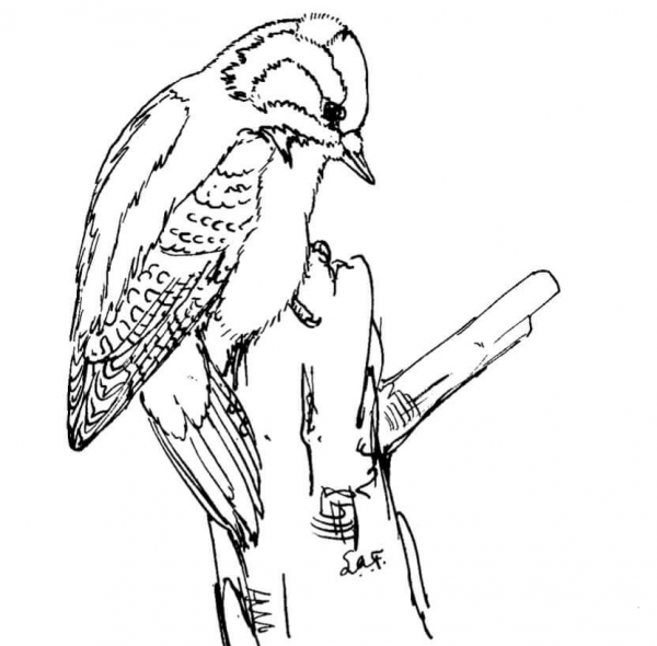 Downy Woodpecker coloring page image