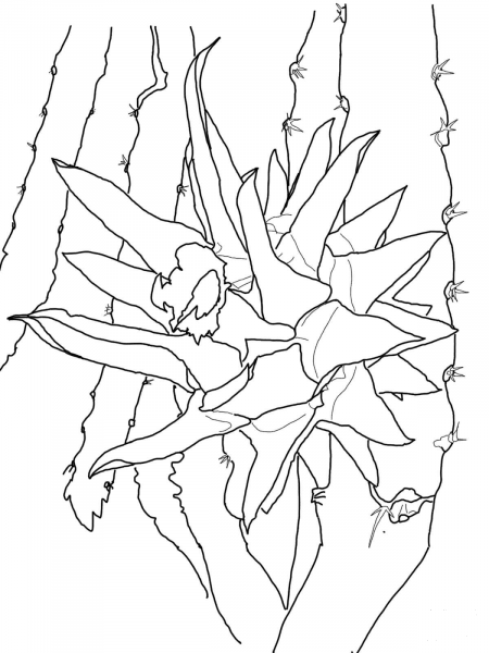 Dragon Fruit on Tree coloring page image