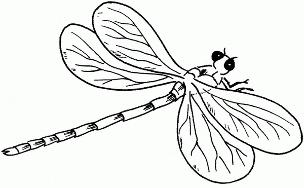 Dragonfly 3 coloring page image