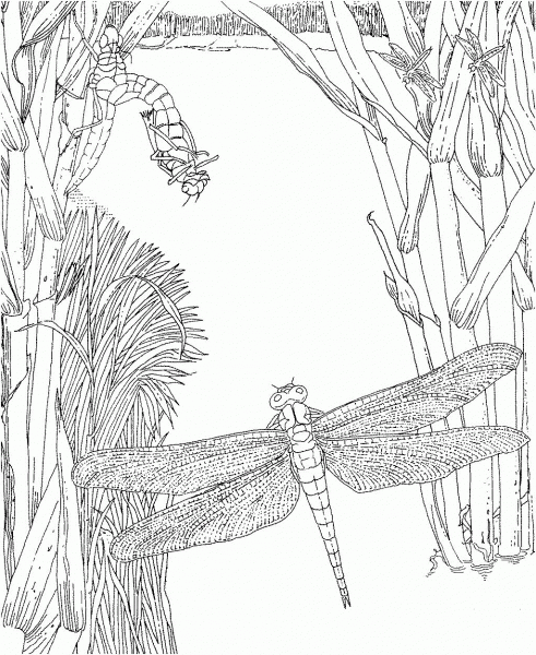 Dragonfly Insect coloring page image