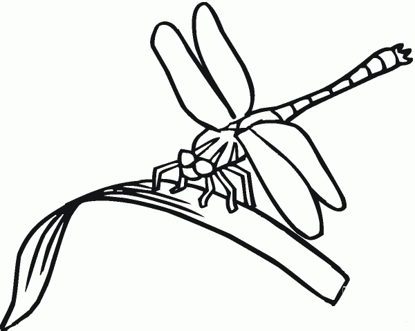 Dragonfly Is Eating coloring page image