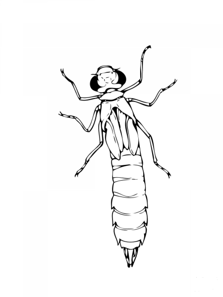 Dragonfly Nymph coloring page image