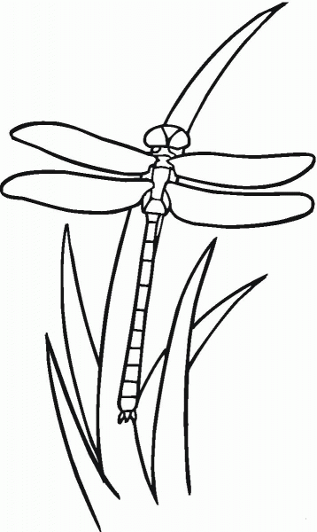 Dragonfly On The Grass coloring page image