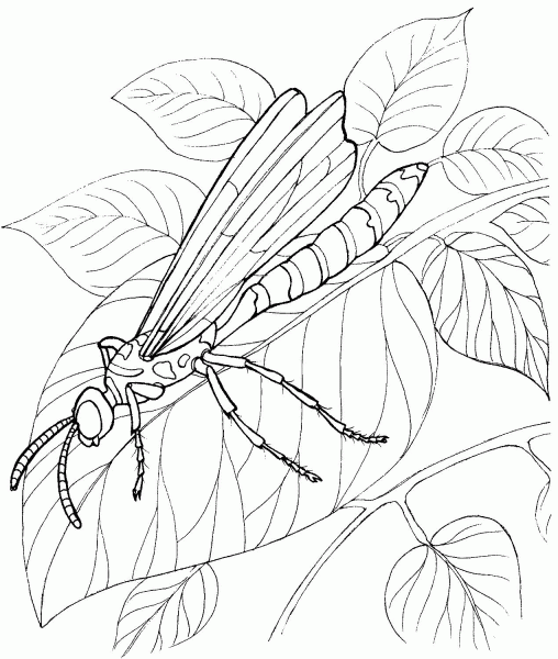 Dragonfly Stands On A Leave coloring page image