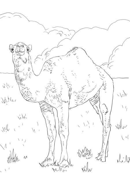 Dromedary Arabian Camel coloring page image