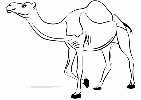 Dromedary Camel coloring page image