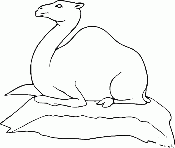 Dromedary Camel Sitting Down coloring page image