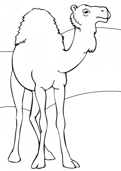 Dromedary coloring page image