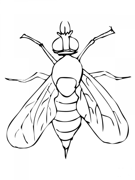 Drosophila Fruit Fly coloring page image