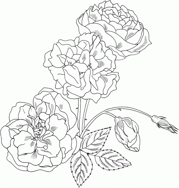 Duchesse de Brabant Rose Bush coloring page image