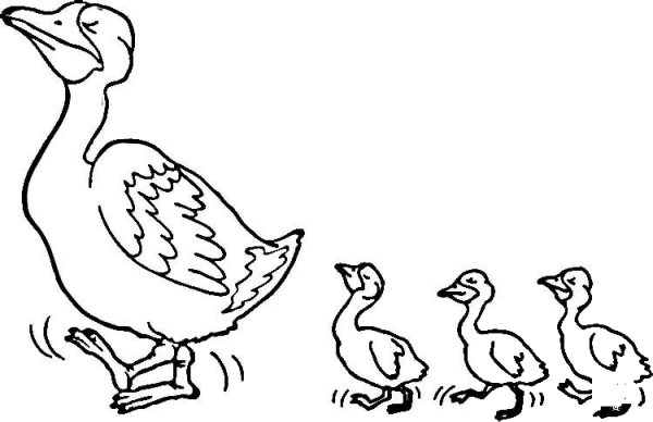 Duck and Ducklings coloring page image