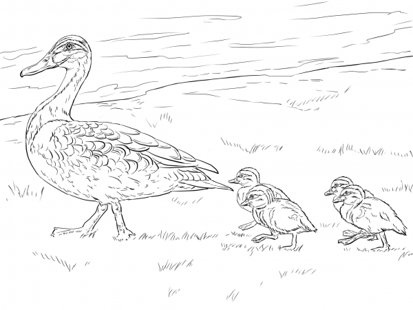 Duck and Ducklings Walking coloring page image