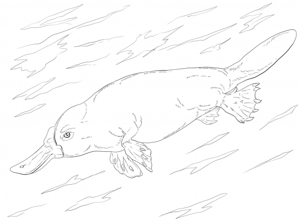 Duck Billed Platypus Swimming coloring page image