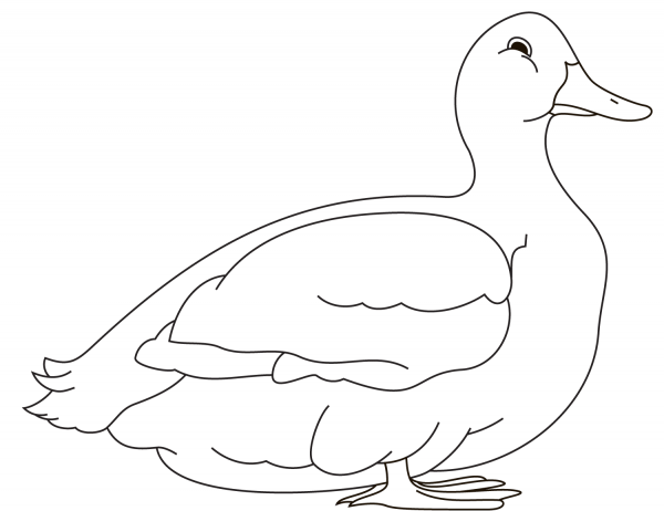 Duck coloring page image