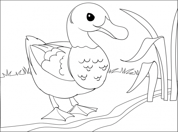 Duck coloring page image