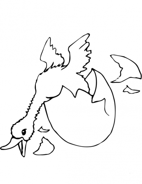Duck Hatching coloring page image