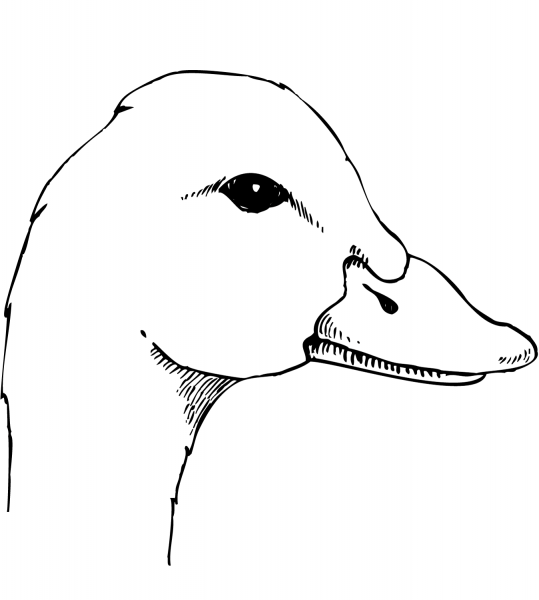 Duck Head coloring page image