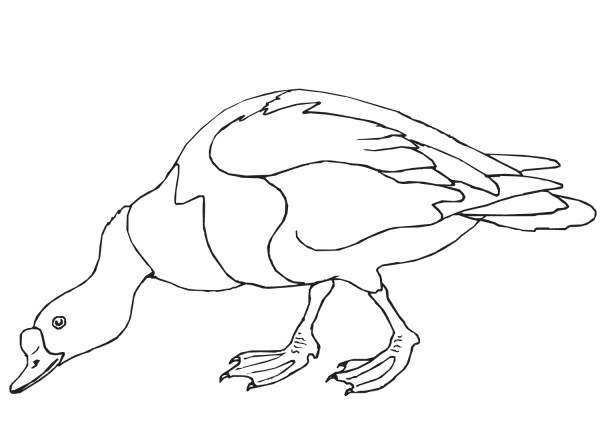 Duck is Eating coloring page image