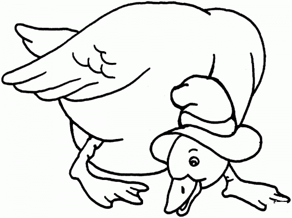 Duck With Hat coloring page image