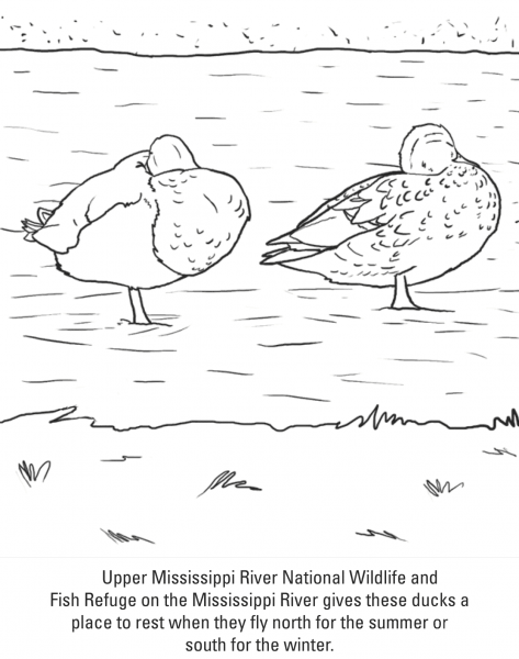 Ducks coloring page image