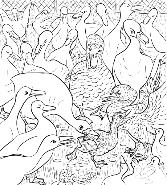Ducks on Farmyard were Unkind to Duckling coloring page image