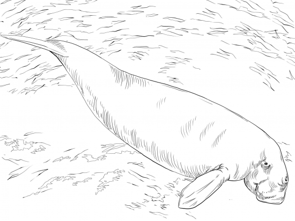 Dugong Sea Cow coloring page image