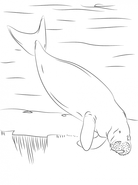 Dugong Swimming coloring page image