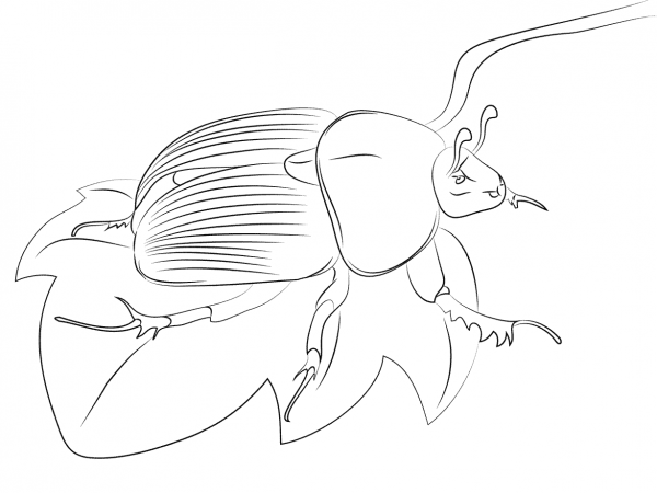 Dung Beetle Sits on A Leaf coloring page image