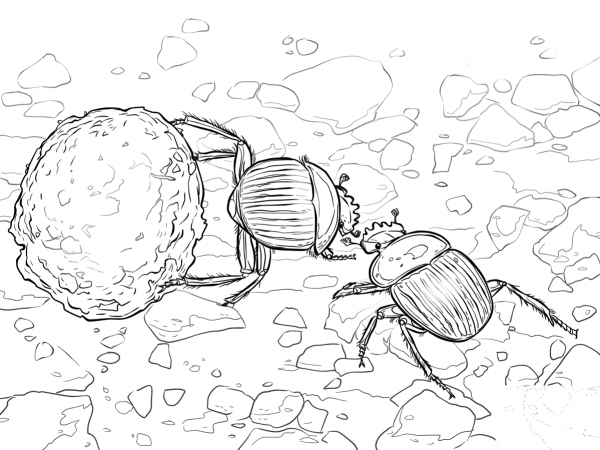 Dung Beetles coloring page image