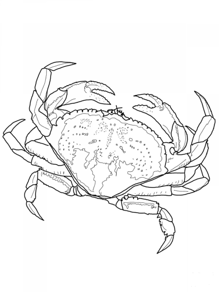 Dungeness Crab coloring page image