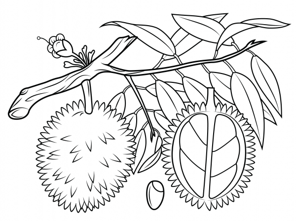 Durian Branch, Cross Section and Seed coloring page image