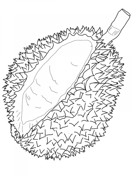 Durian coloring page image