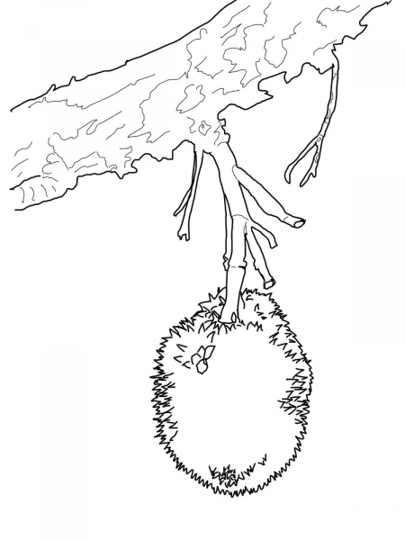 Durian on Tree coloring page image