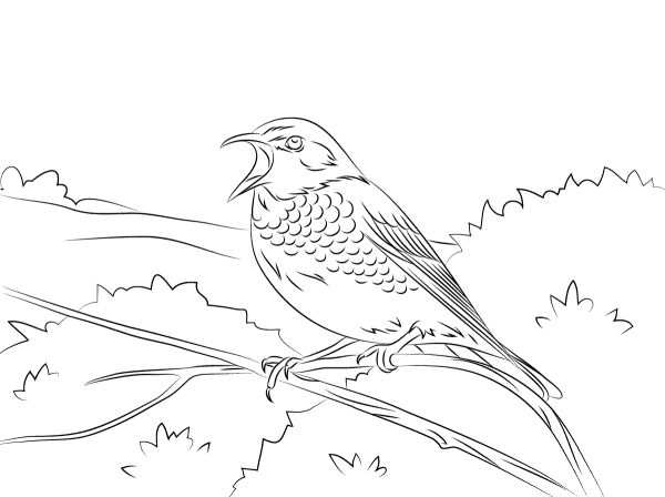 Dusky Thrush coloring page image