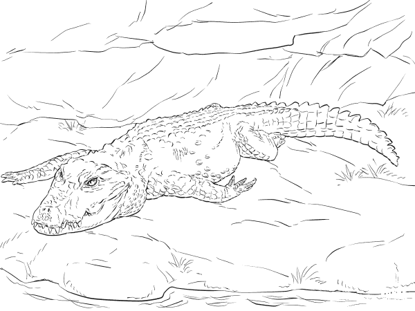 Dwarf Crocodile coloring page image