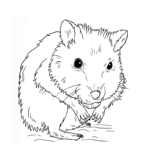 Dwarf Hamster coloring page image