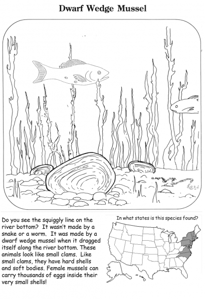 Dwarf Wedge Mussel coloring page image