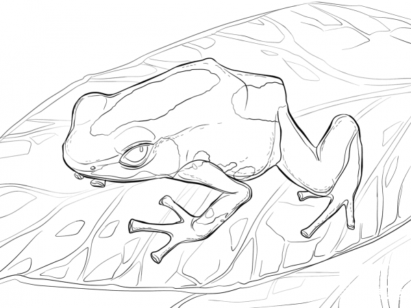 Dyeing Dart Frog coloring page image